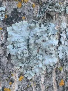 Texas Shield Lichen thumbnail 2