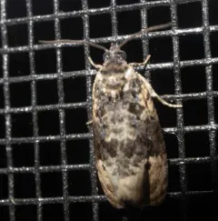 Pink-washed Leafroller Moth thumbnail 4