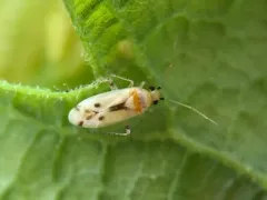 Pale-backed Plagiognathus thumbnail 4