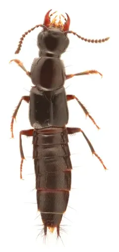 Quedionuchus longipennis thumbnail 3