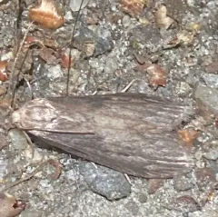 Terrenella Bee Moth thumbnail 4