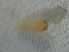 Corn Leafhopper thumbnail 3