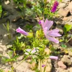 musk mallow thumbnail 4