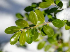 Japanese holly thumbnail 3