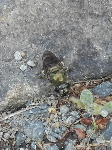 Large Metallic Ant Fly