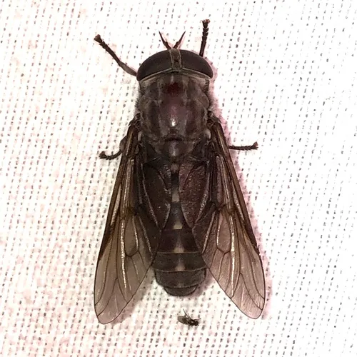 Chained Horse Fly