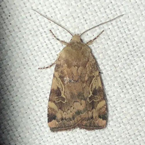 Catocaline Dart