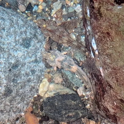 Sharpnose Sculpin