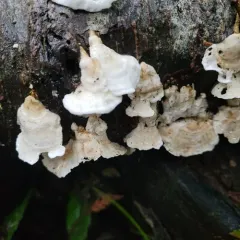 Snow-White Crust thumbnail 4