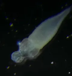 Pacific Peanut Worm thumbnail 4