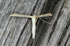 Ironweed Plume Moth thumbnail 2