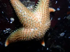 Crested Star thumbnail 3