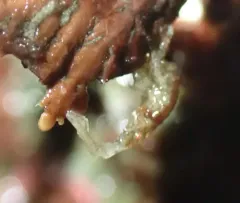 Nudibranch-mimicking Amphipod thumbnail 4