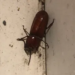 Pole Borer thumbnail 3