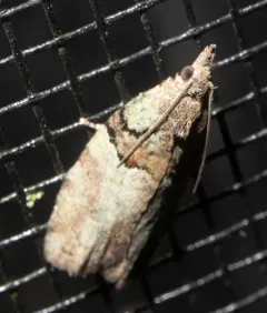 Raspberry Leafroller Moth thumbnail 4