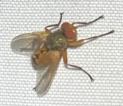 Euclytia flava thumbnail 3