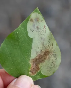 Leucanthiza amphicarpeaefoliella thumbnail 4