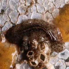 Notocomplana acticola thumbnail 2