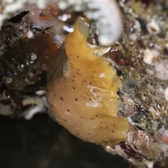 Heath's Dorid thumbnail 3