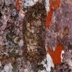 Red-Flecked Mopalia thumbnail 3