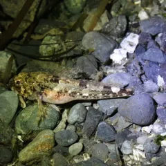 Padded Sculpin thumbnail 4