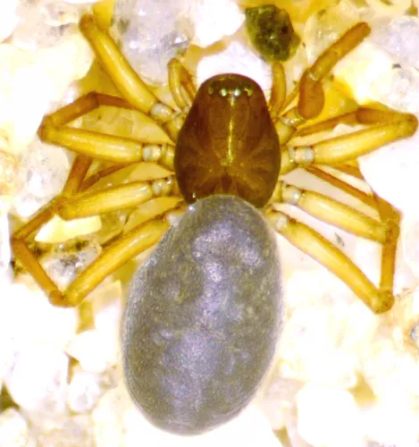 Holmgren's Dwarf Weaver