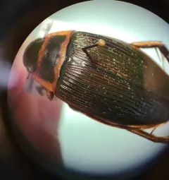 Dytiscus alaskanus thumbnail 3