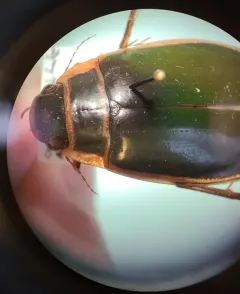 Dytiscus circumcinctus thumbnail 4