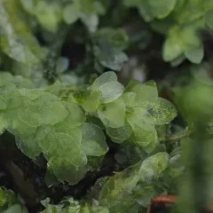 Shining Hookeria thumbnail 4