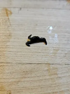 Gaper Pea Crab thumbnail 4