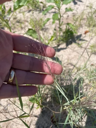 Sandhill Muhly