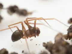 Diplostyla concolor thumbnail 2