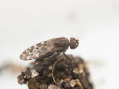 Limnellia turneri thumbnail 4