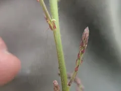 Little-leaf Tick-clover thumbnail 1