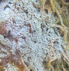 Loxosporopsis corallifera thumbnail 3