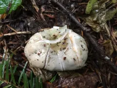 Russula subloculata thumbnail 4