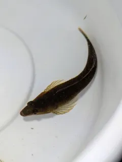 Manacled Sculpin thumbnail 1