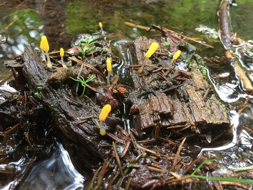 Mitrula borealis