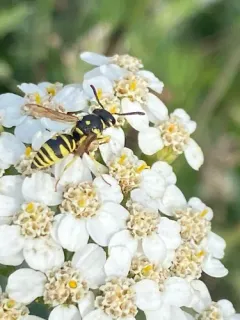 Stenodynerus blandus thumbnail 3