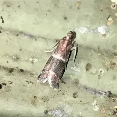 Darker Moodna Moth thumbnail 2