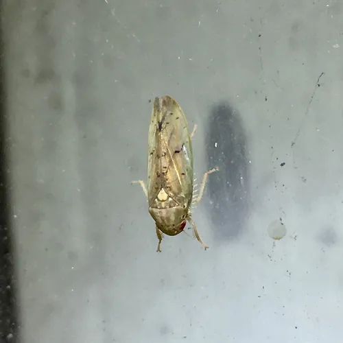 Ponana quadralaba