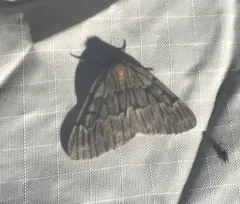 Nepytia umbrosaria thumbnail 2