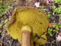 Xerocomus spadiceus thumbnail 2
