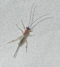 Charmon cruentatus thumbnail 3