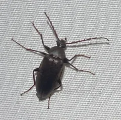 Comb-clawed Beetle thumbnail 4
