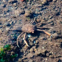 Portly Spider Crab thumbnail 2