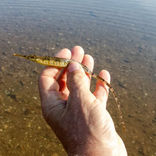 Northern Pipefish