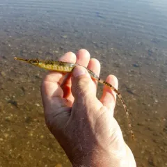 Northern Pipefish thumbnail 1