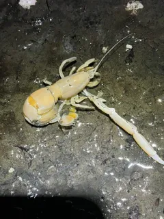 Giant Ghost Shrimp thumbnail 2