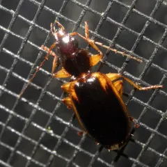 Cymindis limbata thumbnail 3